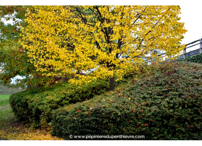 TILIA cordata 'Greenspire'