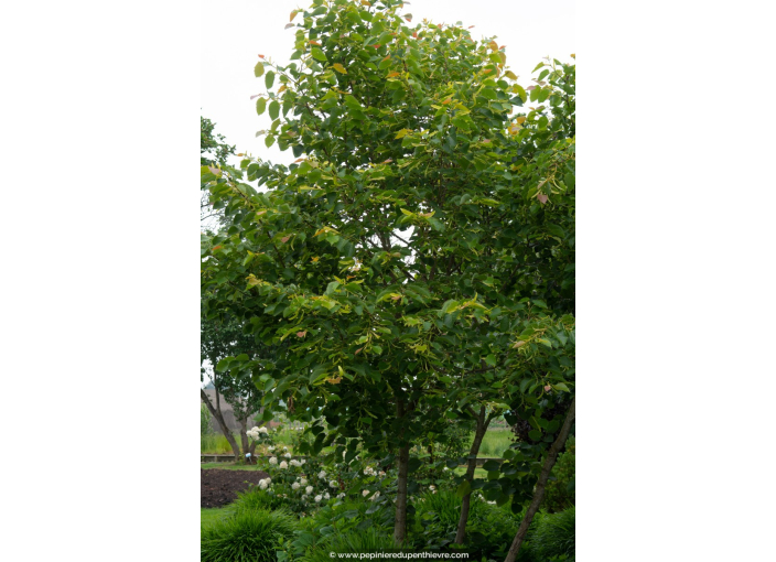 TILIA henryana