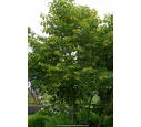 TILIA henryana TILIA henryana