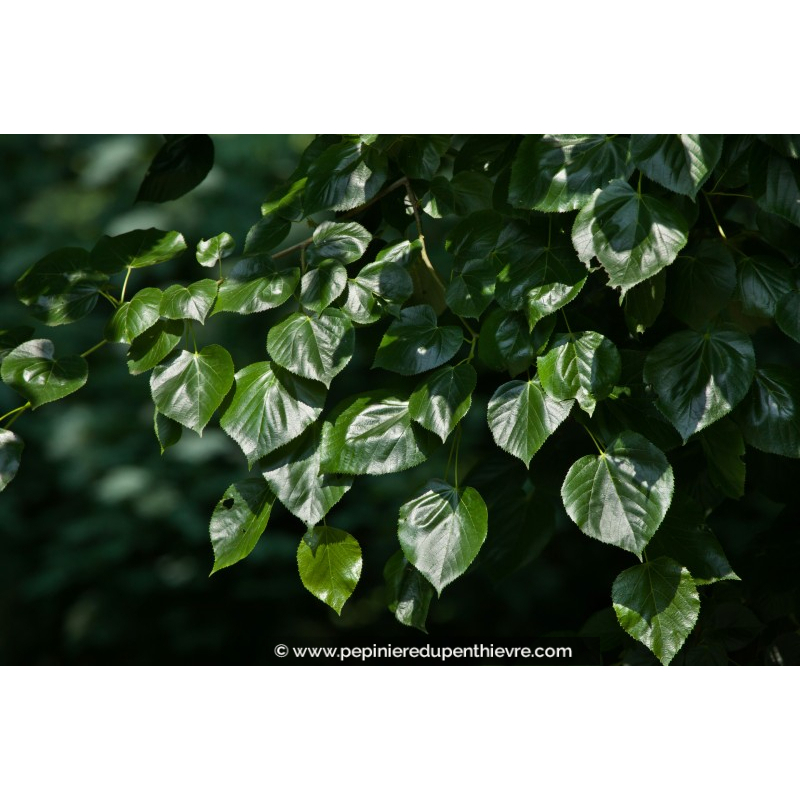 TILIA x europaea 'Euchlora'