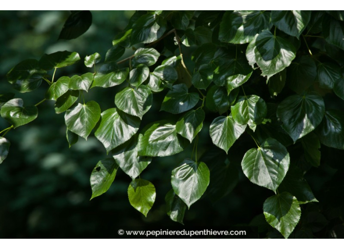 TILIA x europaea 'Euchlora'