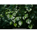 TILIA x europaea 'Euchlora'