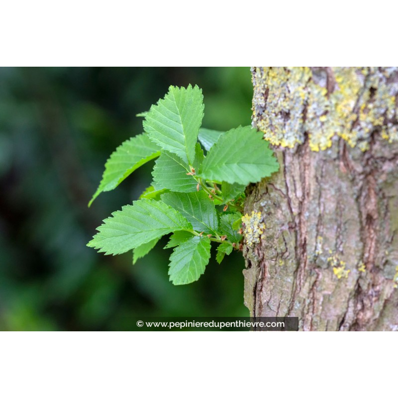 ULMUS resista® 'Sapporo Autumn Gold'