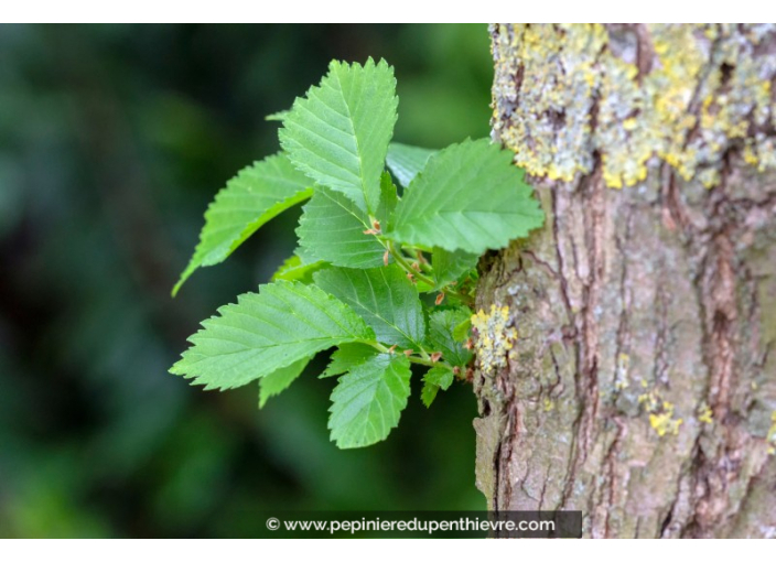 ULMUS resista® 'Sapporo Autumn Gold'