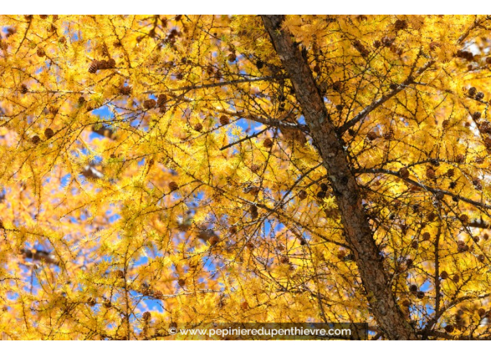 LARIX kaempferi