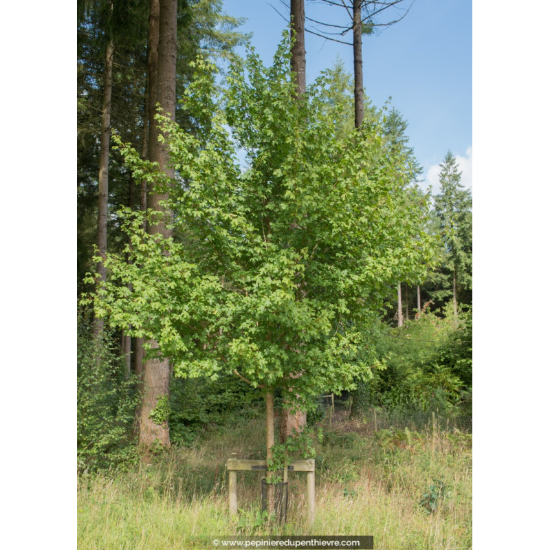 ACER campestre 'Elsrijk'