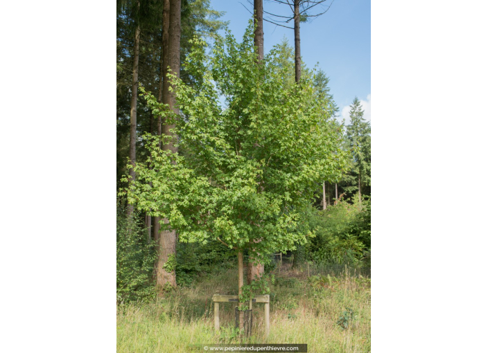 ACER campestre 'Elsrijk'