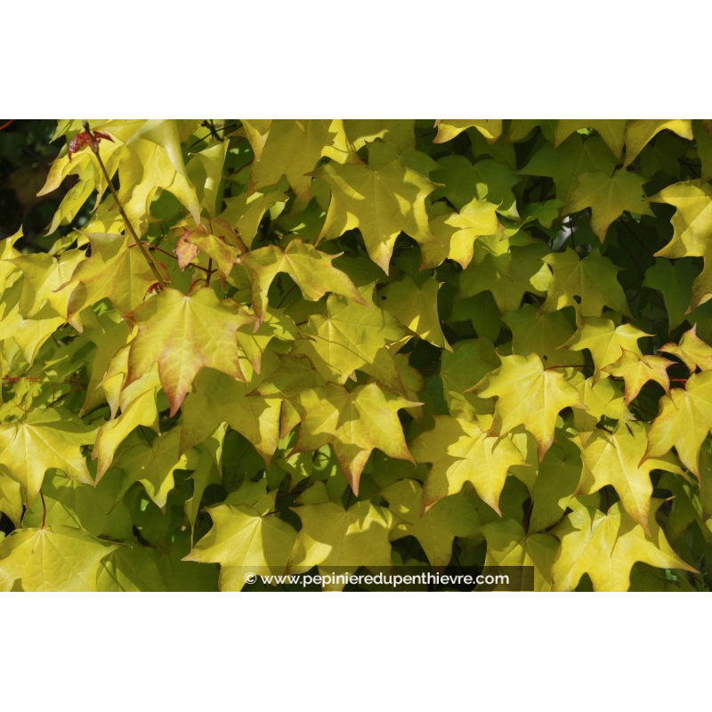 ACER cappadocicum 'Aureum'