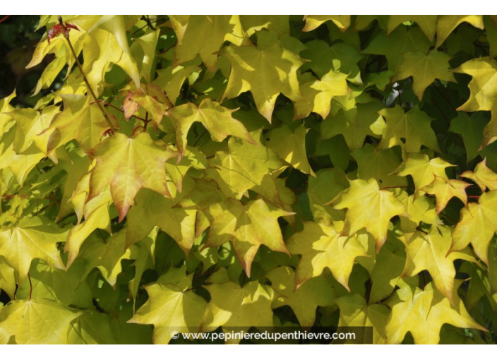 ACER cappadocicum 'Aureum'