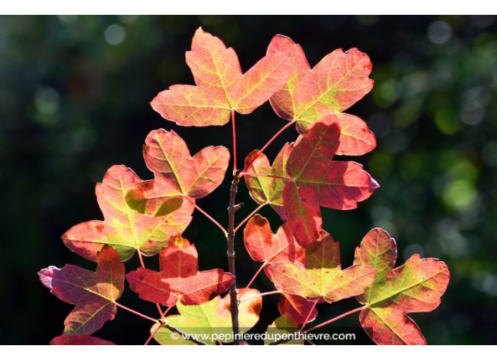 ACER monspessulanum