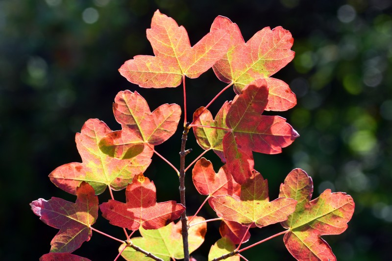 ACER monspessulanum ou Érable de Montpellier Pépinière du Penthièvre — free download