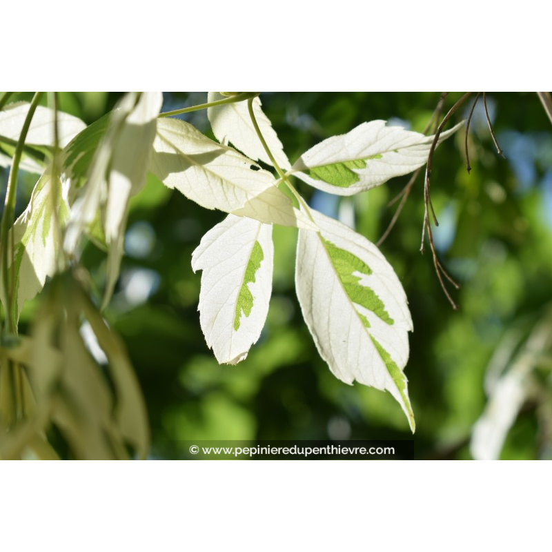 ACER negundo 'Variegatum'