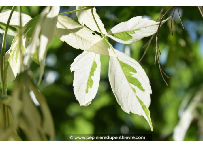 ACER negundo 'Variegatum'