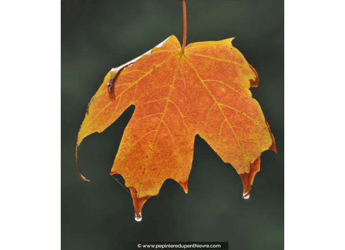 ACER platanoides 'Crimson Sentry'