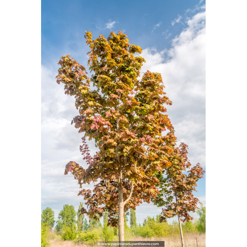 ACER platanoides 'Deborah'