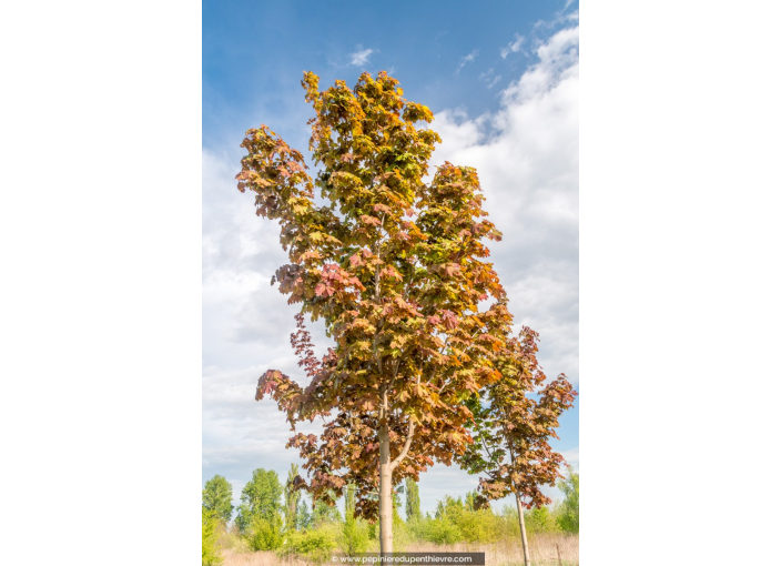 ACER platanoides 'Deborah'