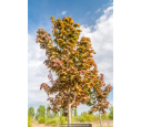 ACER platanoides 'Deborah' ACER platanoides 'Deborah'