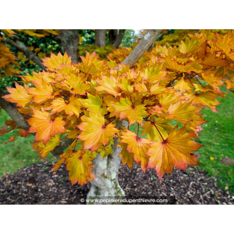 ACER shirasawanum 'Aureum'