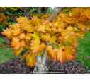 ACER shirasawanum 'Aureum'