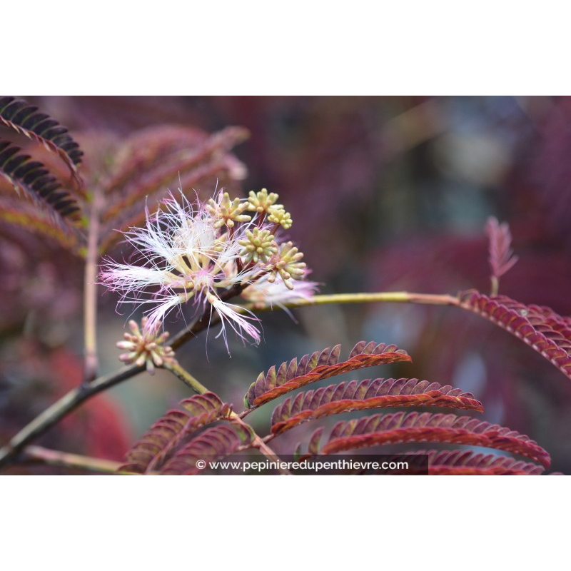 ALBIZIA julibrissin 'Summer Chocolate'