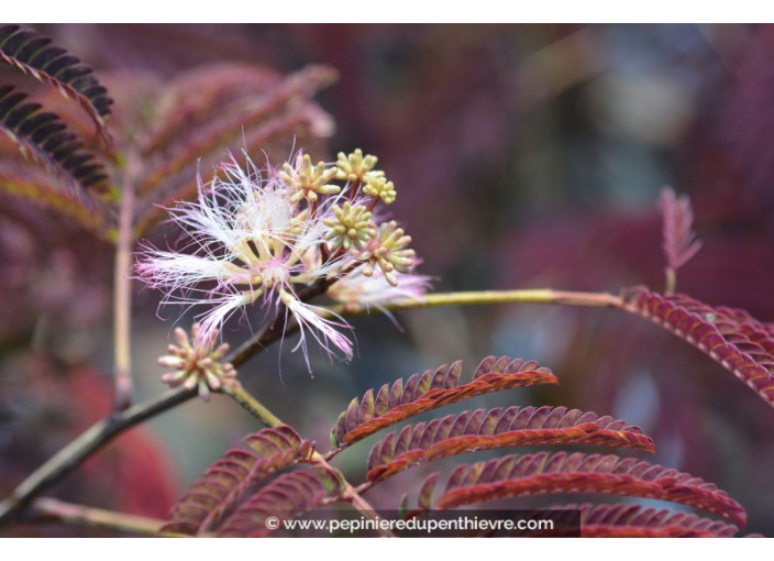 ALBIZIA julibrissin 'Summer Chocolate'