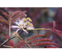 ALBIZIA julibrissin 'Summer Chocolate'