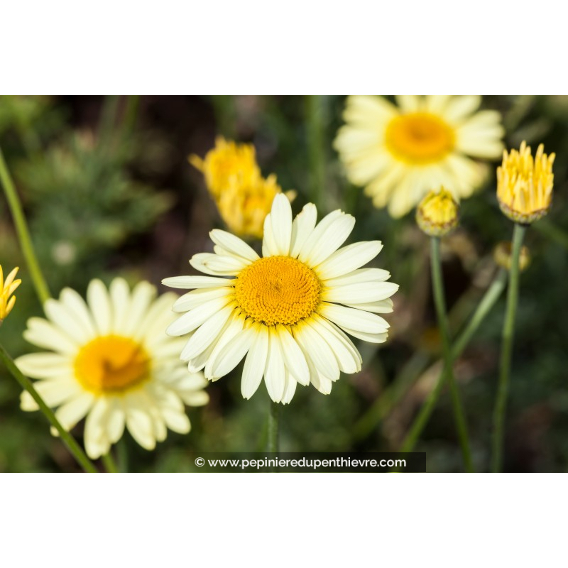 ANTHEMIS tinctoria 'E.C Buxton'