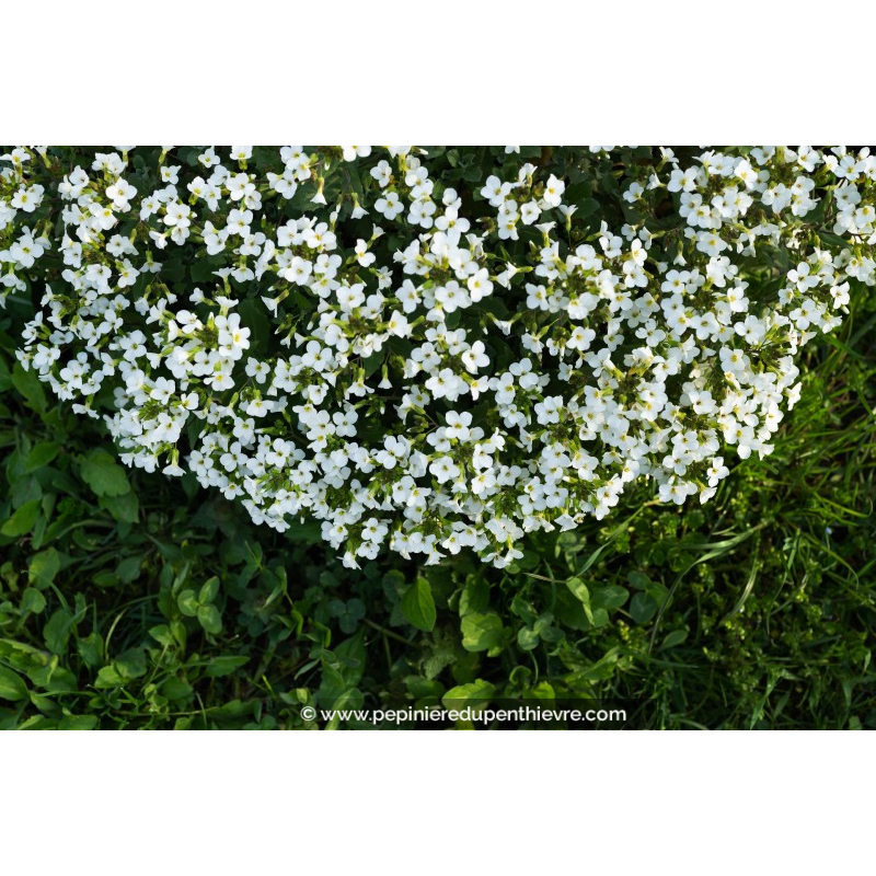 ARABIS caucasica 'Snow Cap'