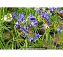 AGAPANTHUS 'Northern Star'
