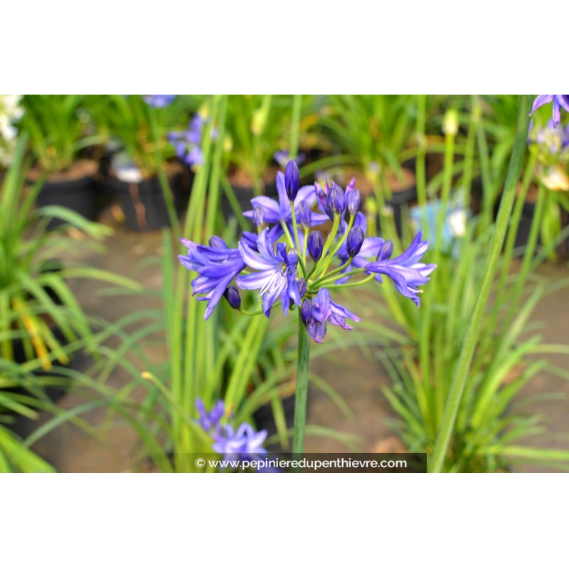 AGAPANTHUS 'Northern Star'