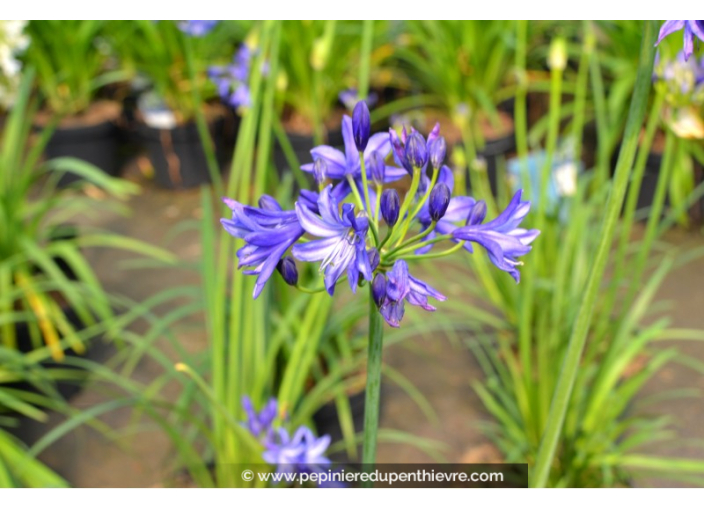 AGAPANTHUS 'Northern Star'