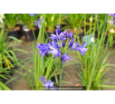 AGAPANTHUS 'Northern Star'