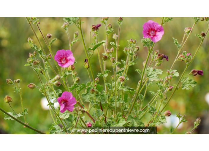 ANISODONTEA 'Elegans Princess' ANISODONTEA 'Elegans Princess'