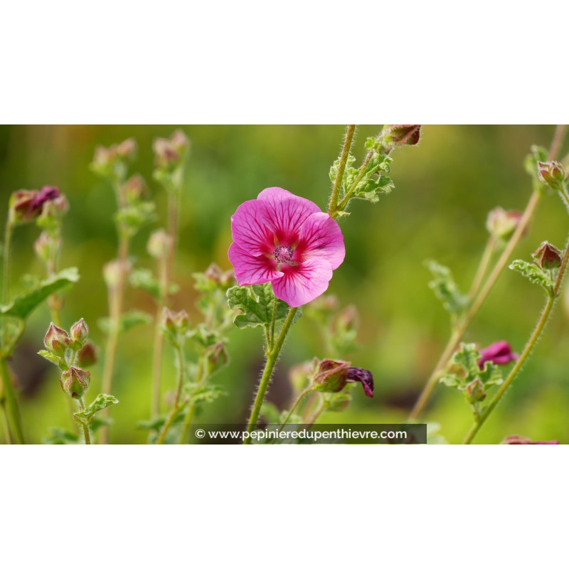 ANISODONTEA 'Elegans Princess'