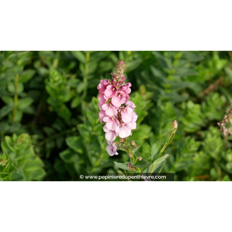 DIASCIA rigescens