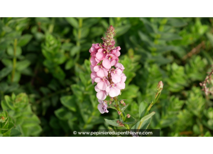 DIASCIA rigescens