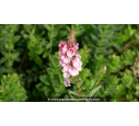 DIASCIA rigescens