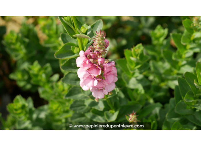 DIASCIA rigescens