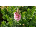 DIASCIA rigescens
