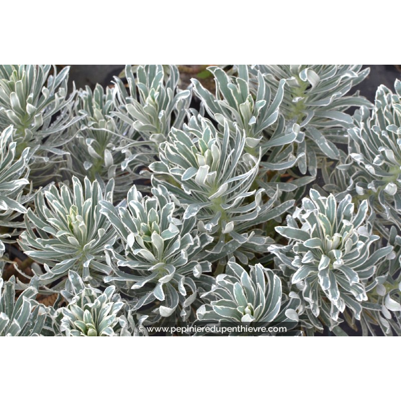 EUPHORBIA characias 'Glacier Blue'