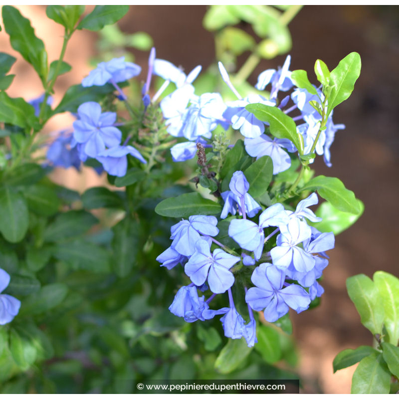 PLUMBAGO capensis 'Dark Blue'