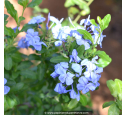 PLUMBAGO capensis 'Dark Blue'