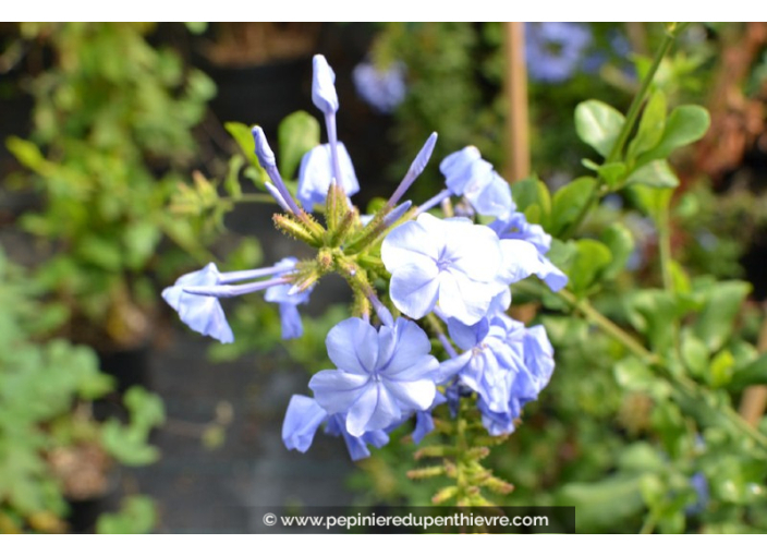 PLUMBAGO capensis 'Dark Blue'