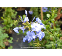 PLUMBAGO capensis 'Dark Blue'