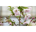 PRUNUS incisa 'Oshidori'