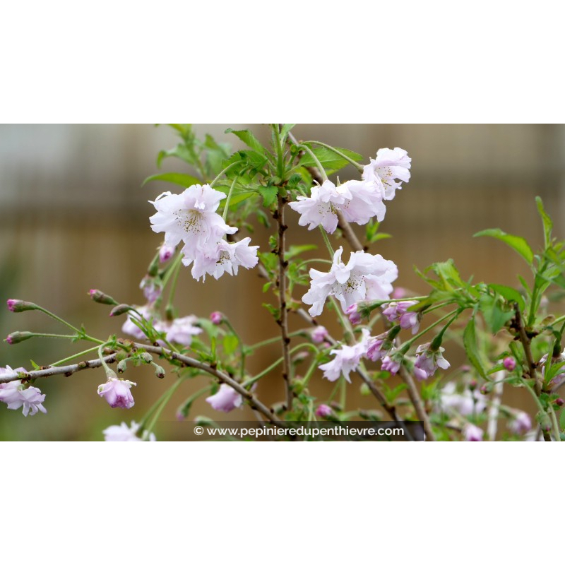 PRUNUS incisa 'Oshidori'