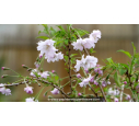 PRUNUS incisa 'Oshidori'
