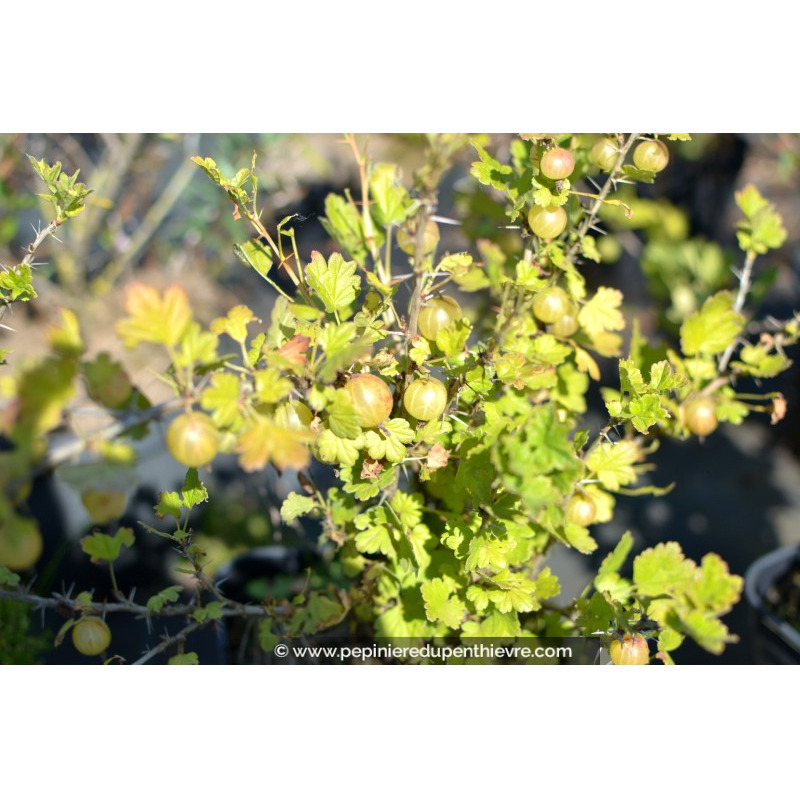 GROSEILLIER à maquereau 'Hinnonmaki Gold'