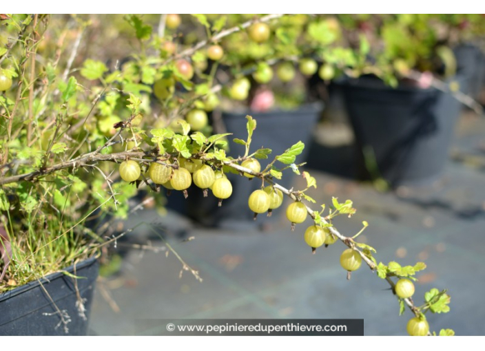GROSEILLIER à maquereau 'Hinnonmaki Gold'