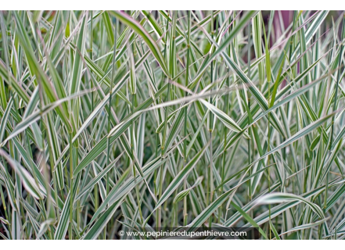 PLEIOBLASTUS variegatus PLEIOBLASTUS variegatus